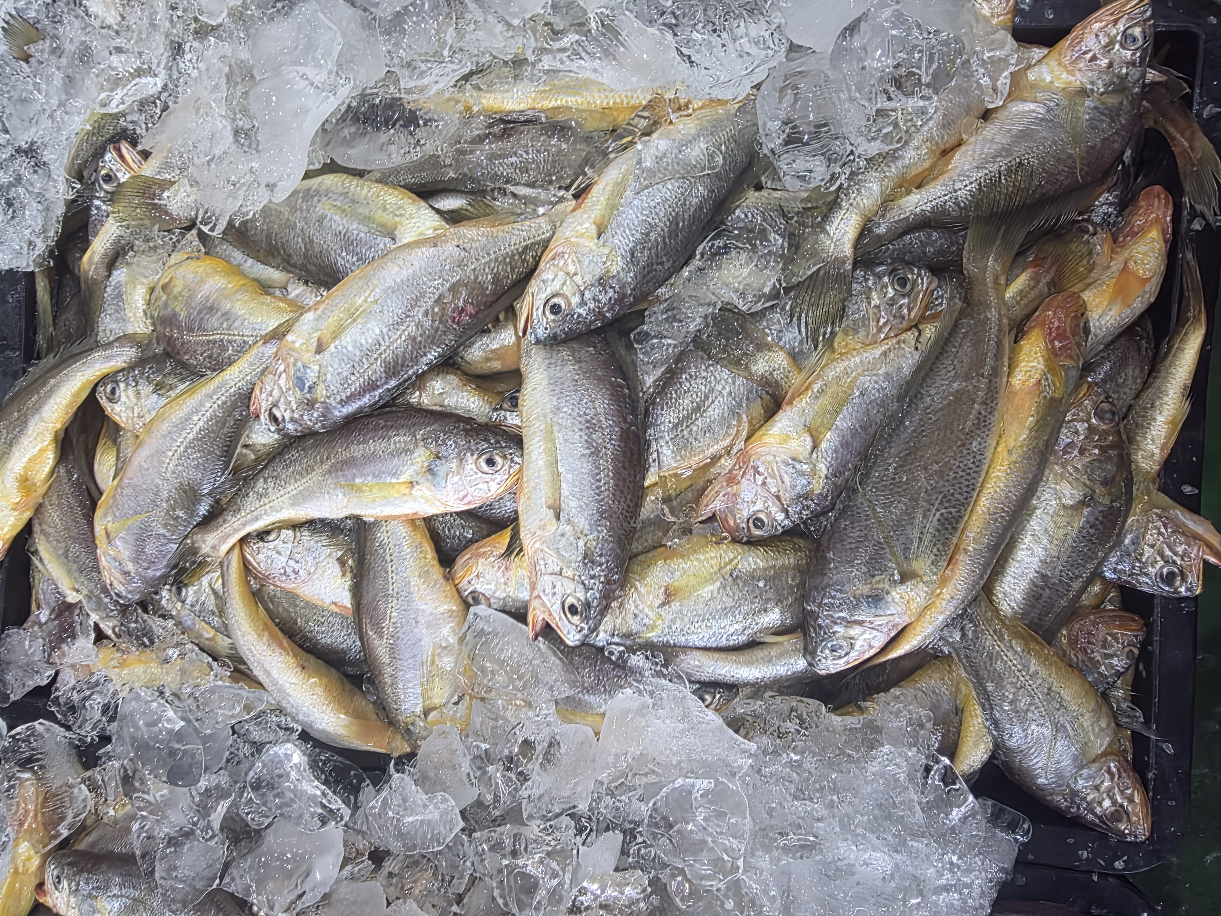 국내산 여수 담백한 참조기 500g (6-8미 내외)
