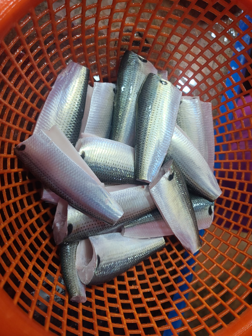 국내산 남해 전어 필렛 250g