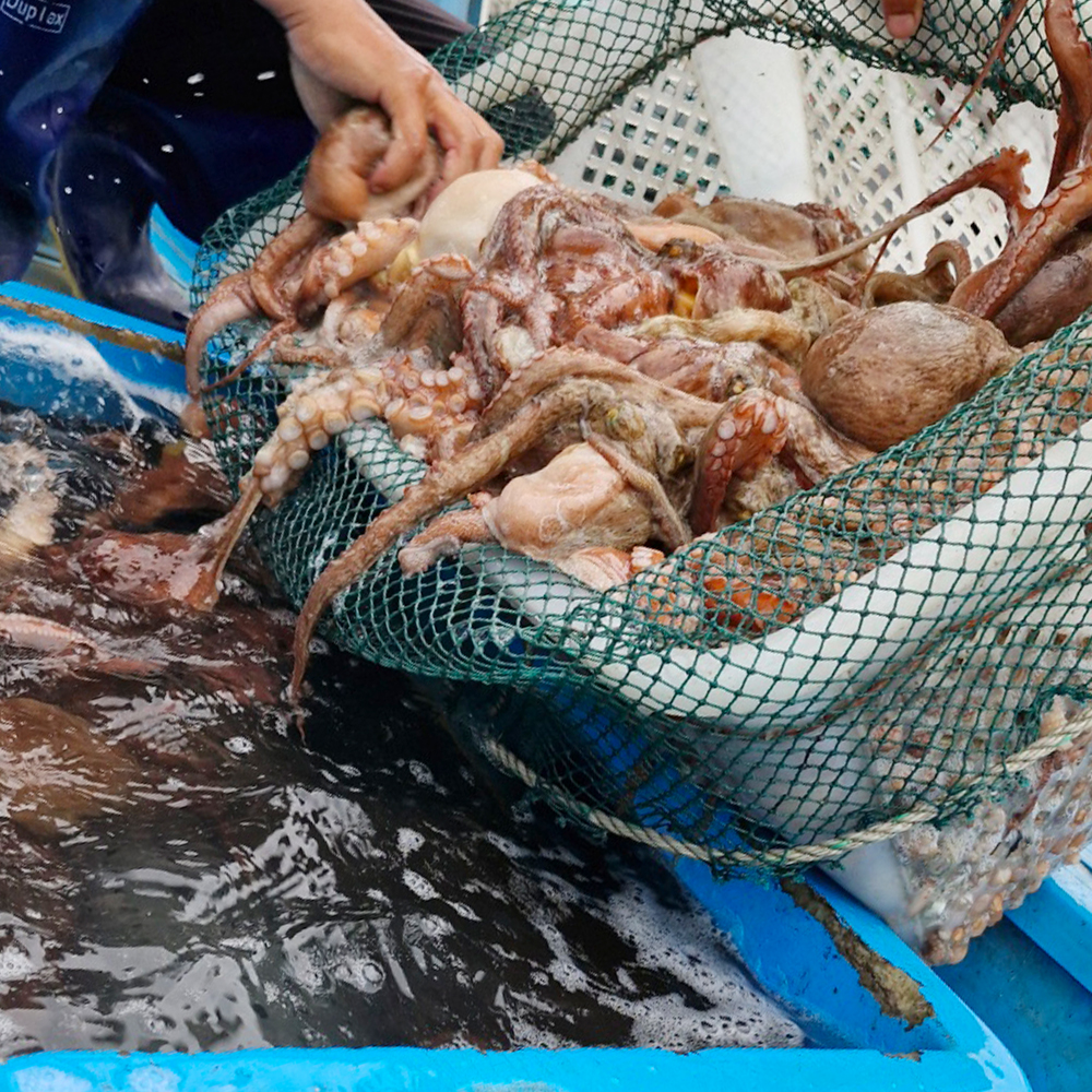 국내산 여수 활 돌문어 1kg (1-4미)