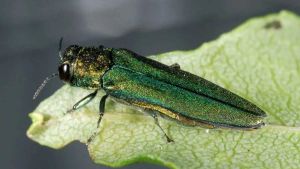 Emerald ash borer Emerald ash borer