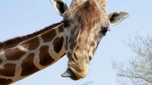 Weird But True Weird But True