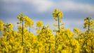 Rapeseed