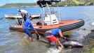 Mauritius dolphins Mauritius dolphins
