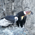 AndeanCondor