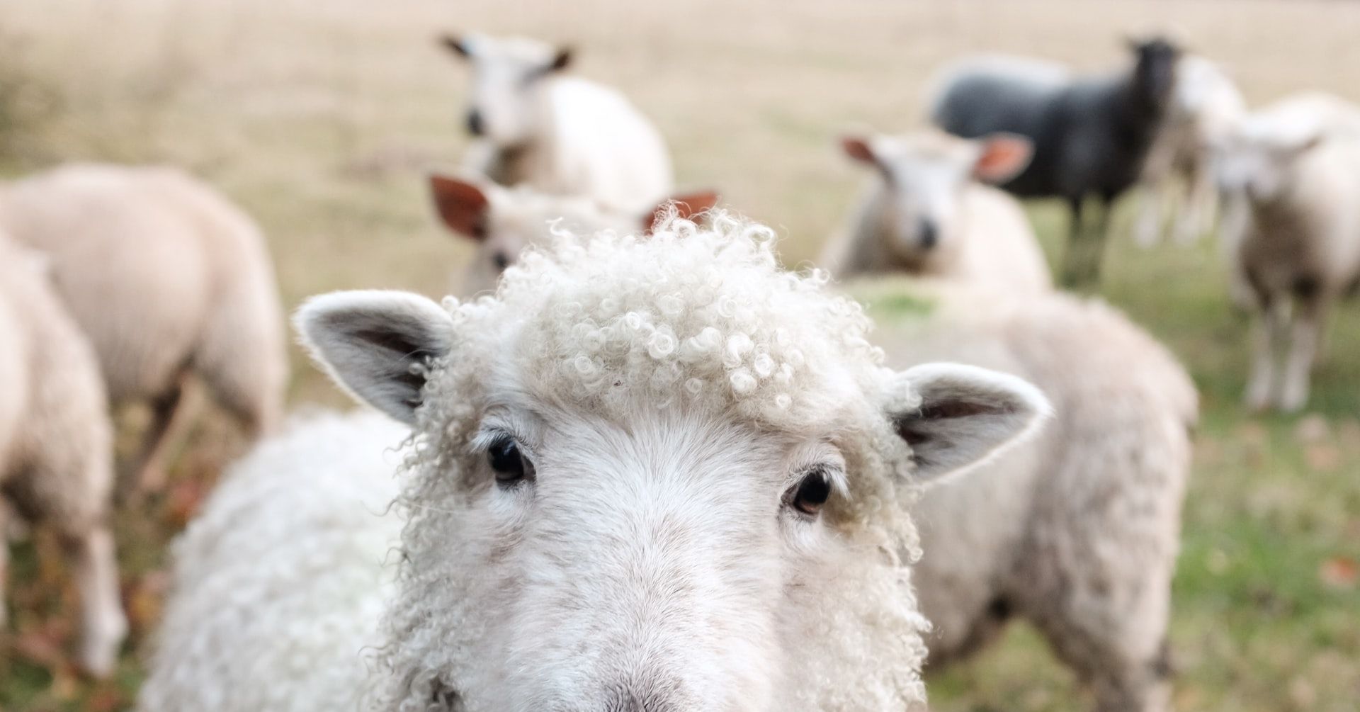 Fireside chat and Q&A with Josh Balk of the Accountability Board