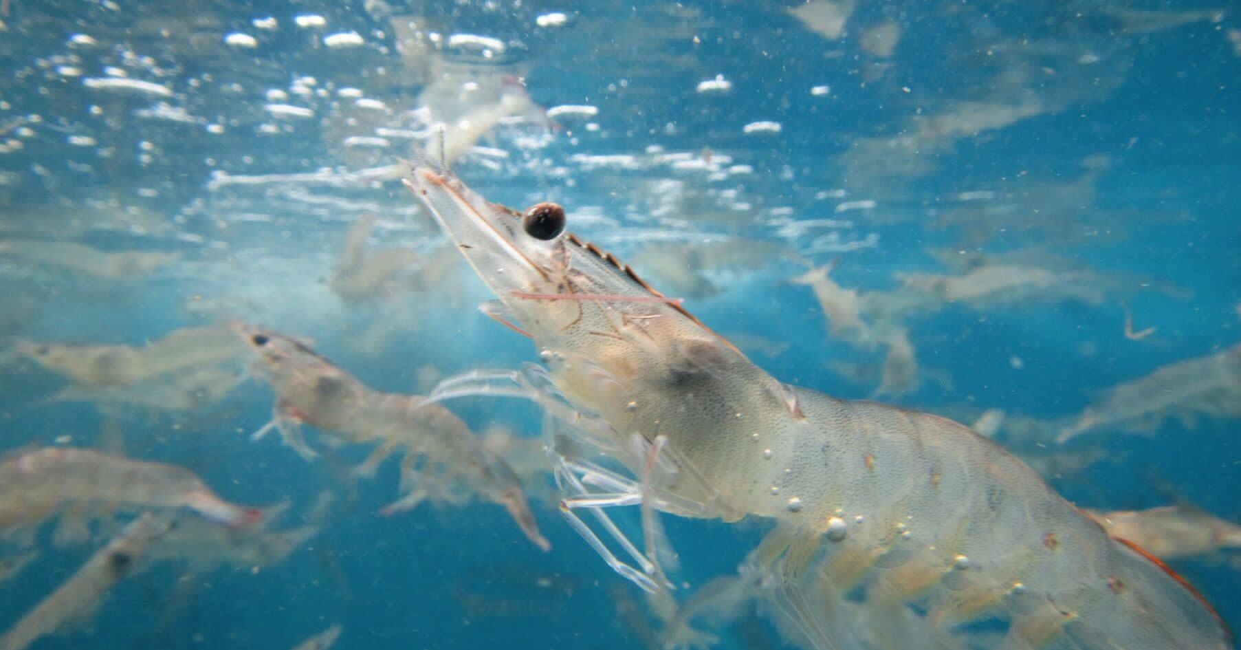 Astaxanthin powder supplier 