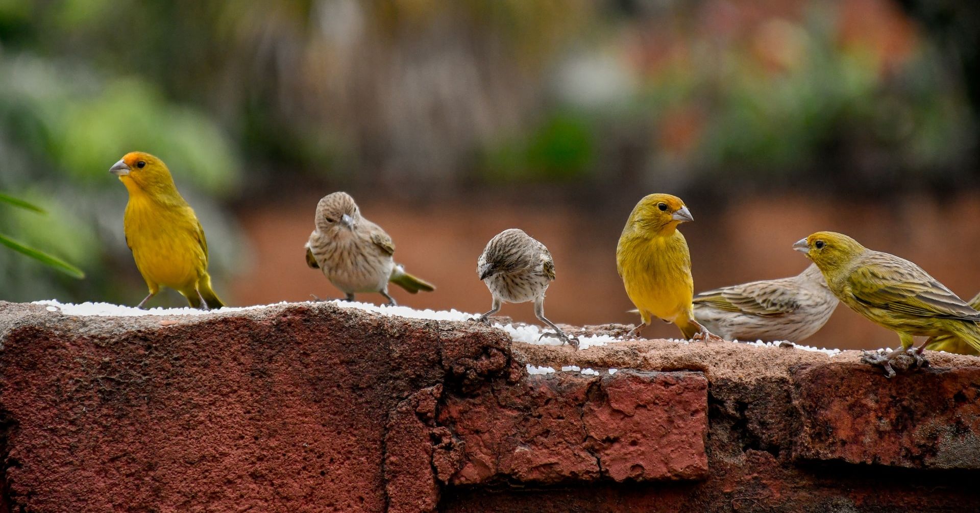 Wild Animals in Urban Spaces: How Cities Can Promote Wild Animal ...