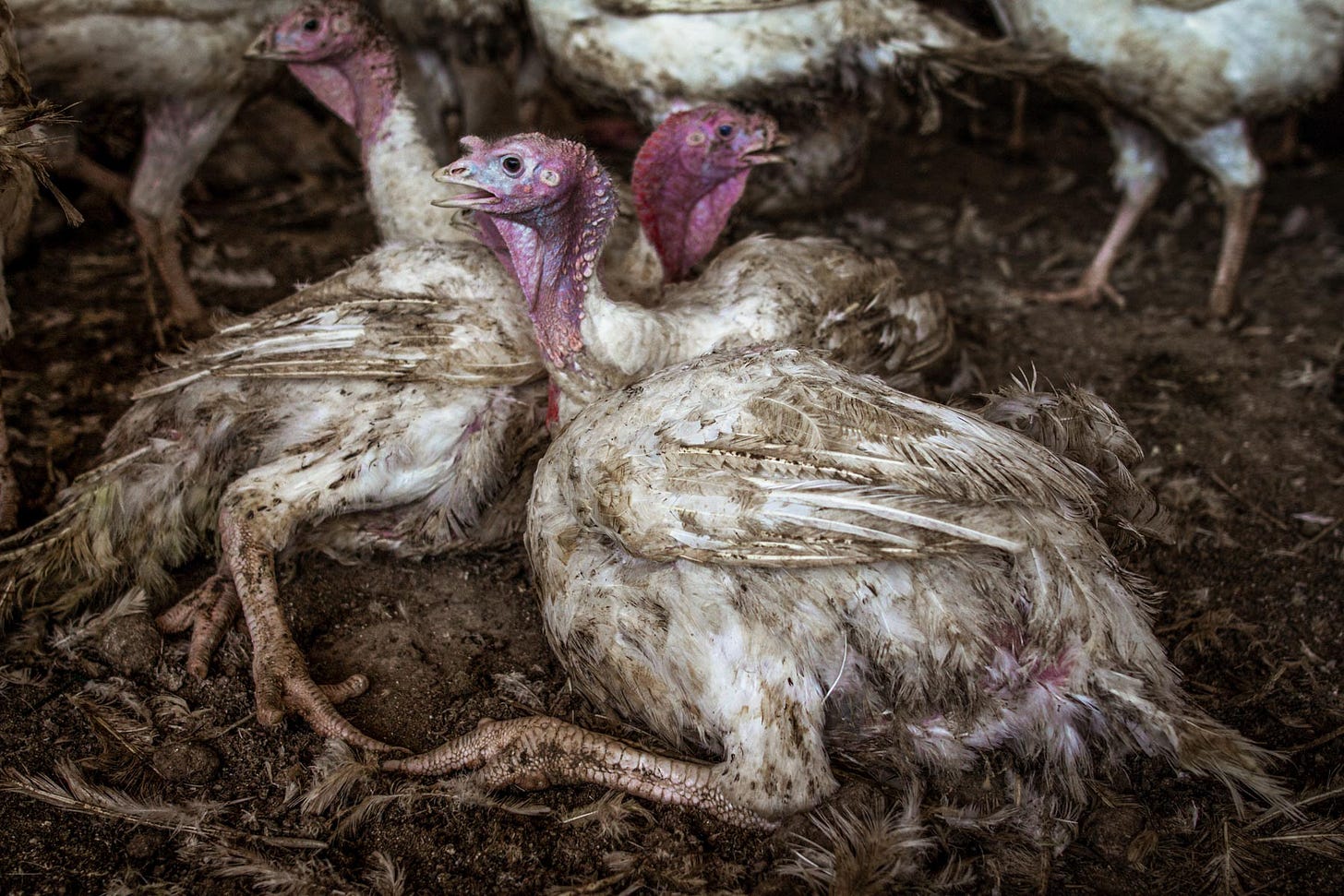 Inside the Industrial Turkey Machine - We Animals