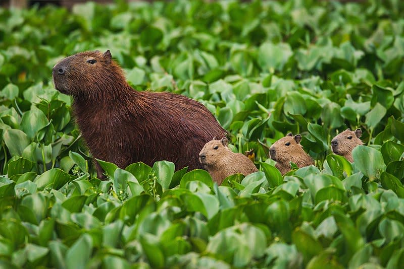 File:Capivara(Hydrochoerus hydrochaeris).jpg