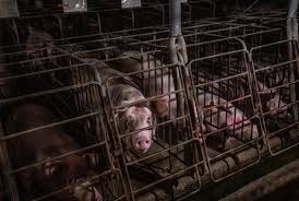 The 2024 Farm Bill includes a sneaky plan to put farm animals back in crates  | Vox