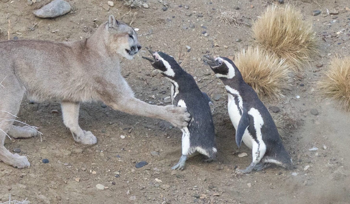 two penguins and puma