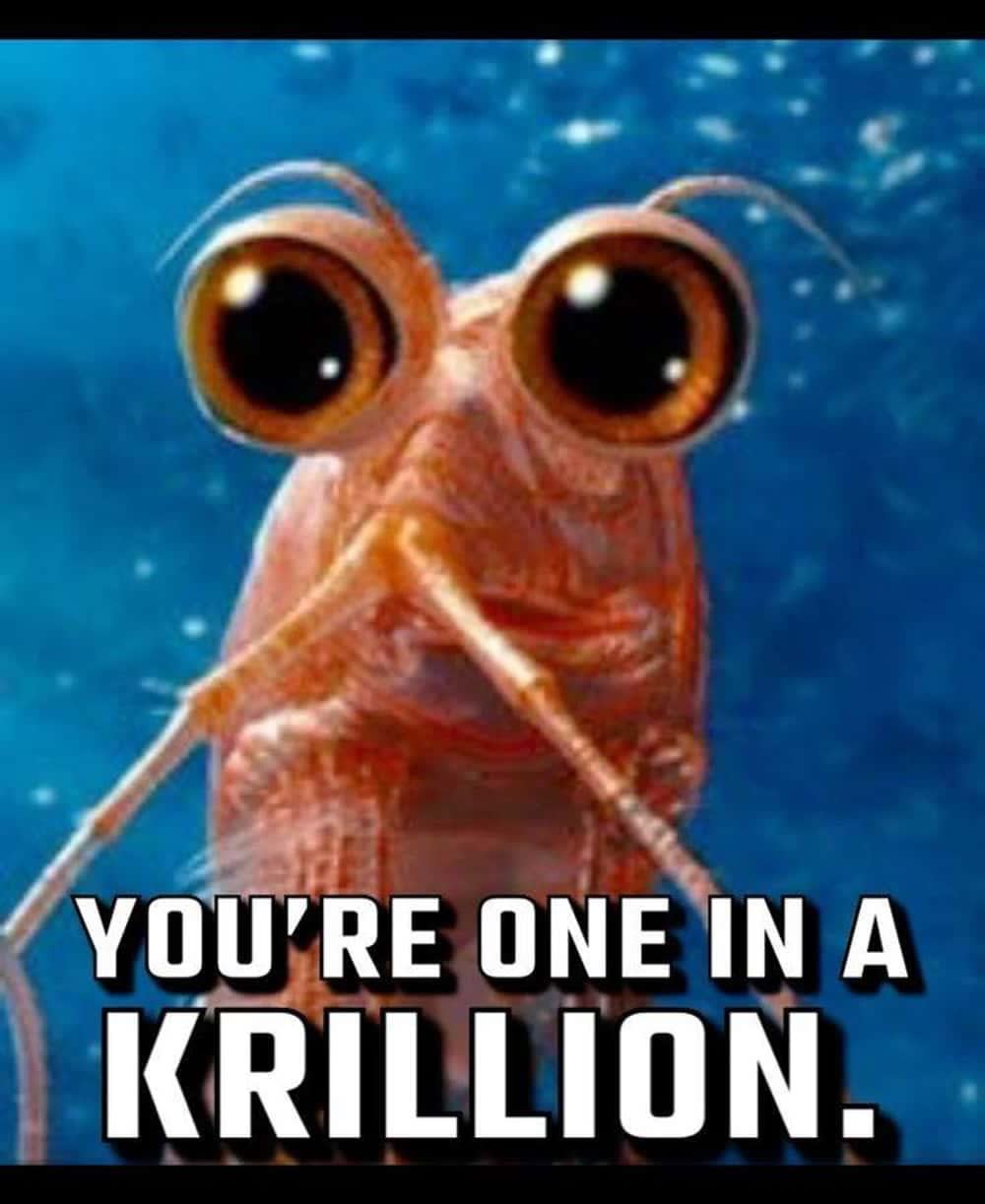 The 23 Funniest Shrimp Memes, Ranked