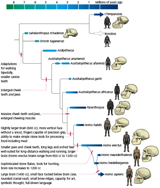 The emergence of humans - Understanding Evolution