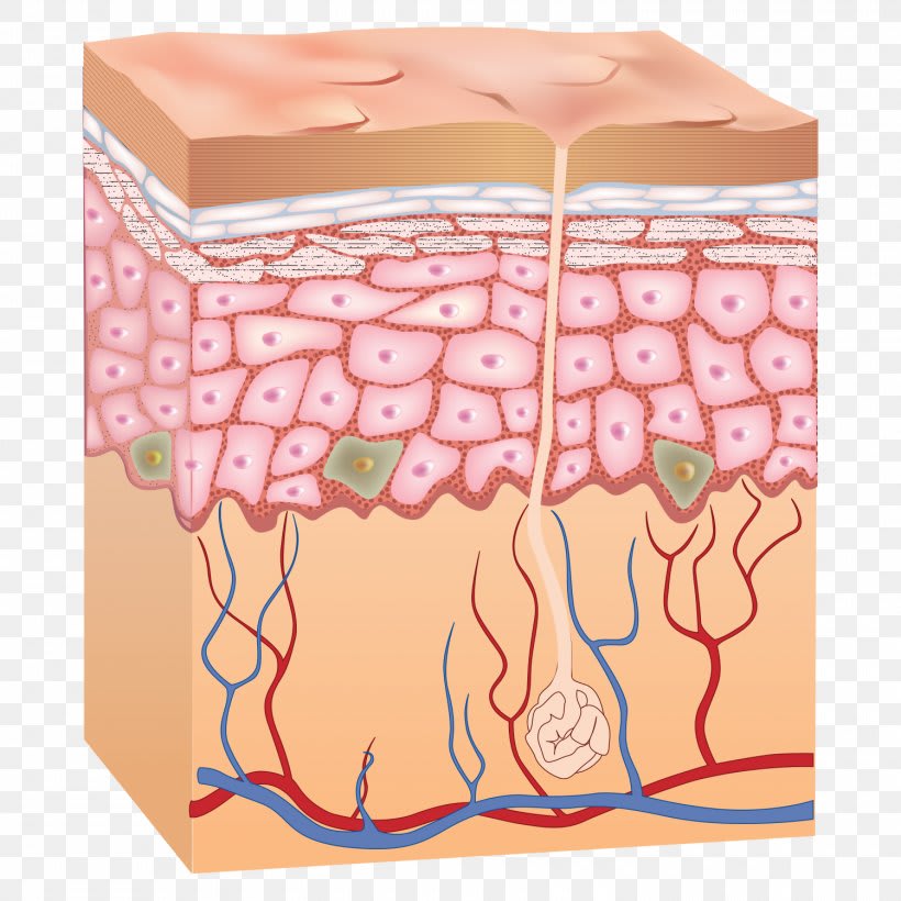 Epidermis Human Skin Anatomy, PNG, 1500x1500px, Watercolor, Cartoon,  Flower, Frame, Heart Download Free