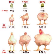 Changes in broiler size and weight since the 1970s. Source: Zuidhof et... |  Download Scientific Diagram