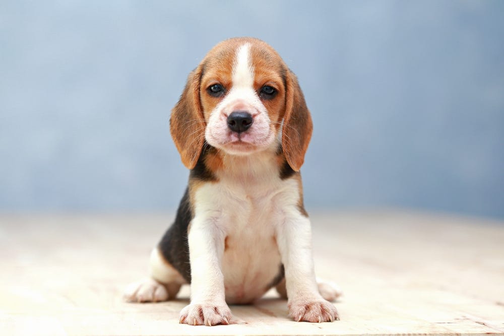 Beagle: A Puppy You'll Forever Love - Petland Texas