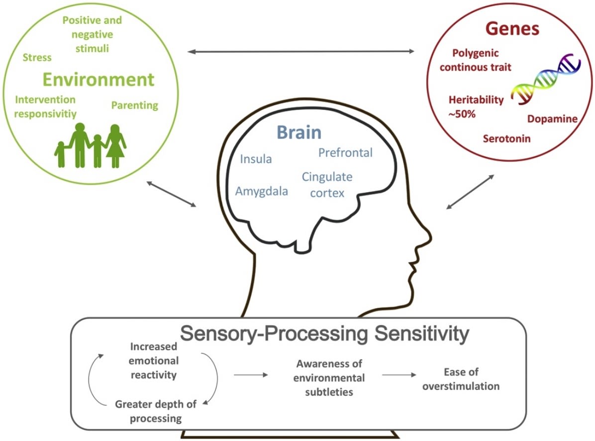 Diagram of a diagram of a child's brain

Description automatically generated