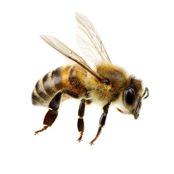 Honey Bee Facts & Information | Florida Pest Control