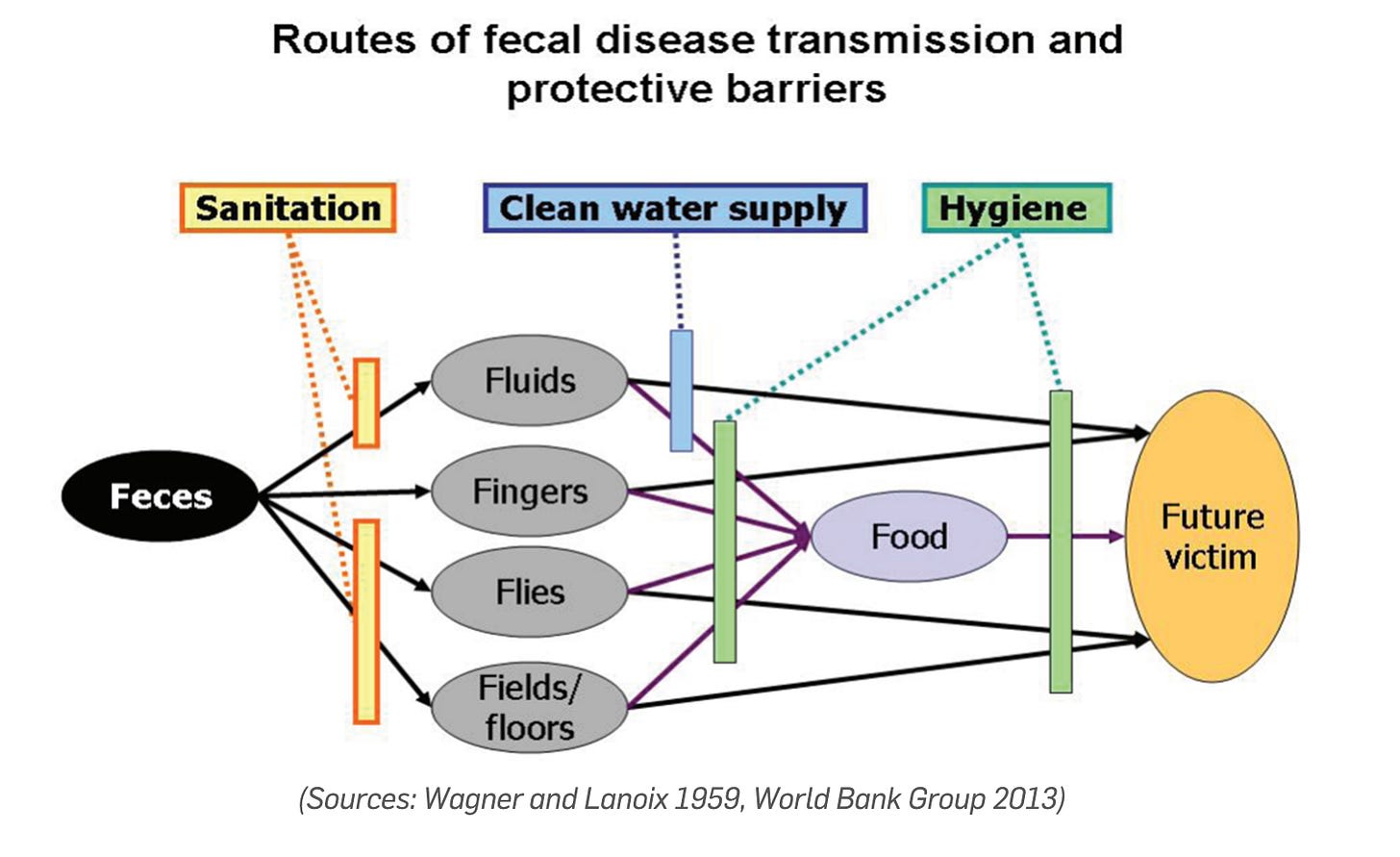 A diagram showing how faecal pathogens spread to humans through fluids, fingers, flies, fields, and food. Arrows link faeces to these pathways, which then lead to a “future victim.” Protective barriers are highlighted: sanitation blocks transmission at the source, a clean water supply prevents fluid contamination, and hygiene interrupts food and hand-based routes.