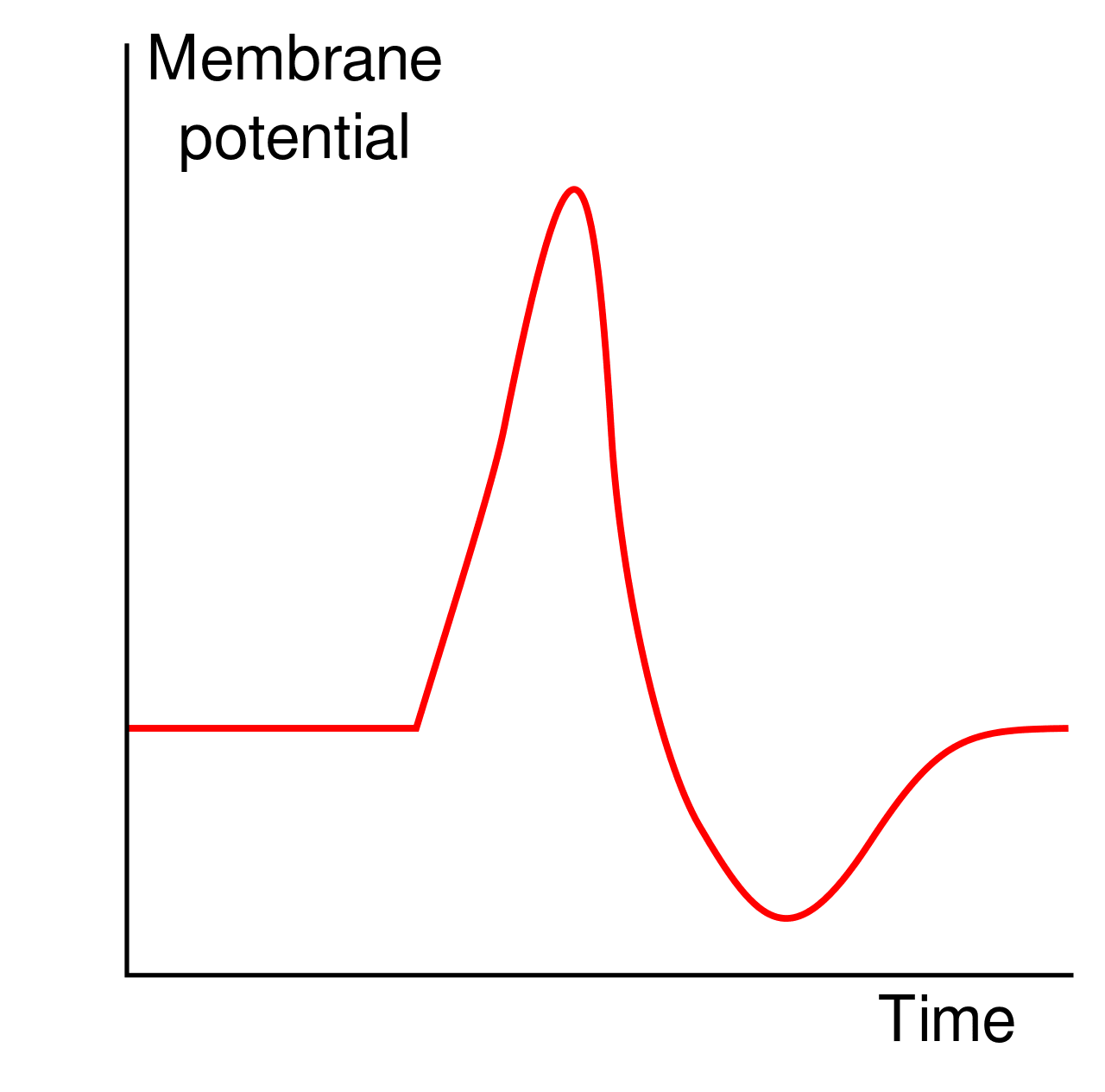 https://en.wikipedia.org/wiki/Action_potential