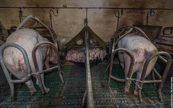 Motherhood on a Pig Farm Two mother pigs (sows) stand confined inside  slat-floored farrowing crates on a pig farm in Poland. Farrowing crates are  similar to gestation crates in purpose and design.