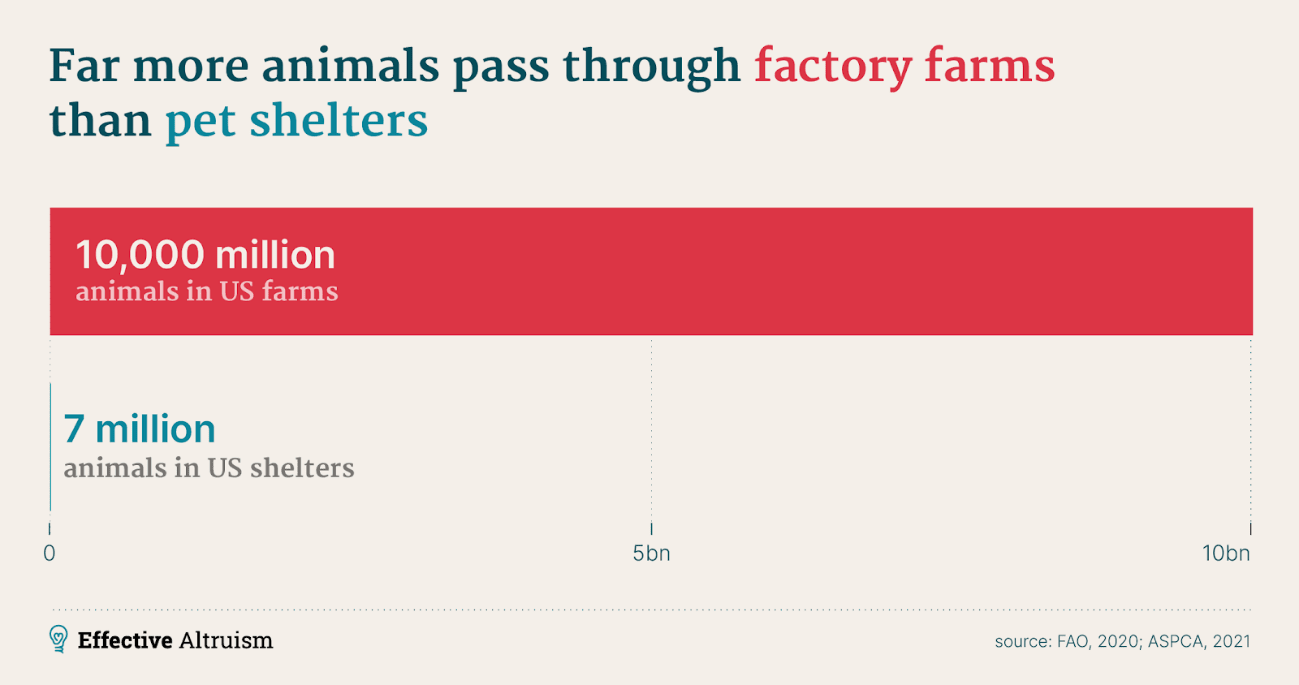 Animals welfare populations