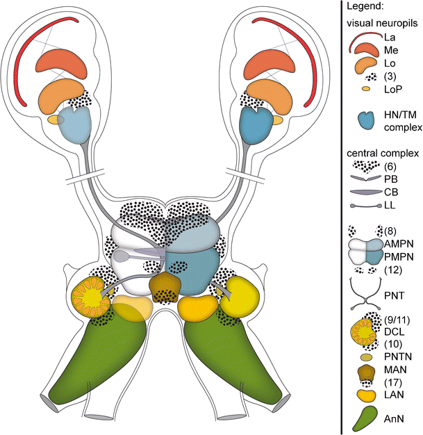 Shrimp Neuroanatomy — EA Forum
