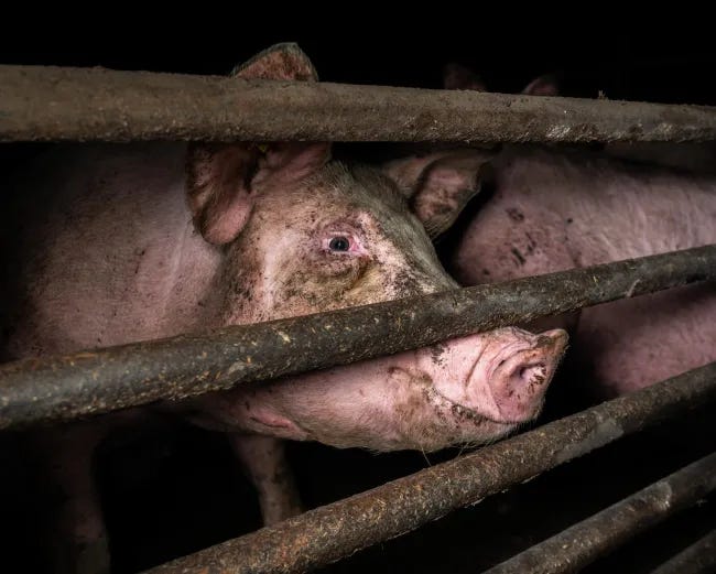 Factory farming facts: Animal welfare and food production | Humane World  for Animals