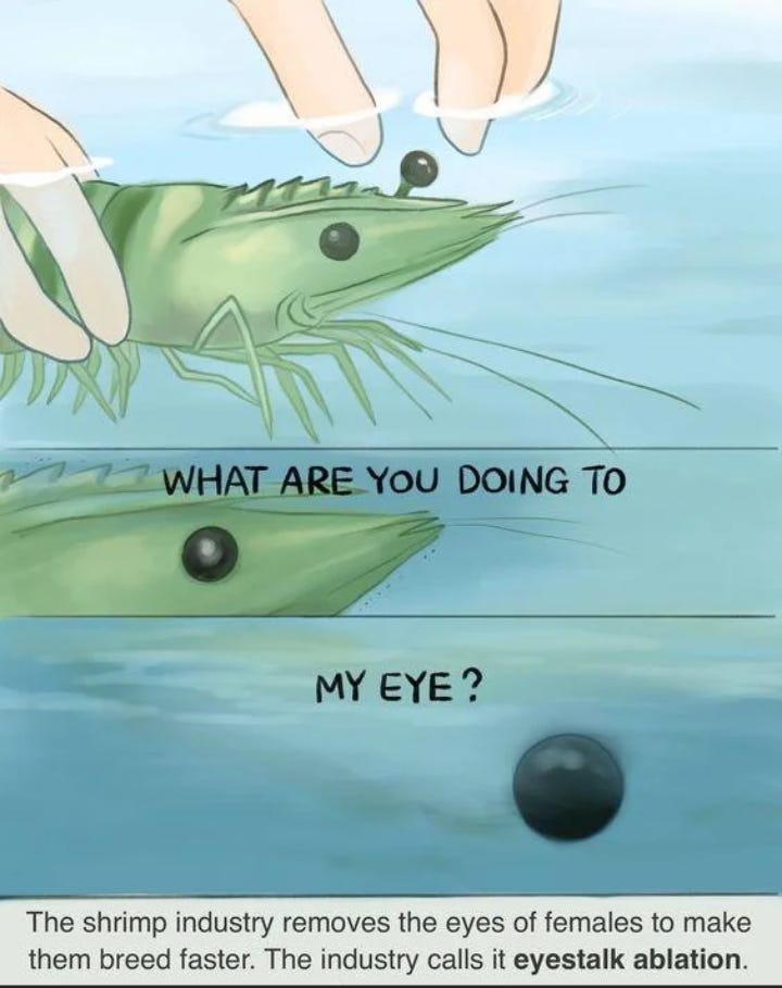 The first time I have seen public sentiment in favor of shrimp welfare! :  r/EffectiveAltruism