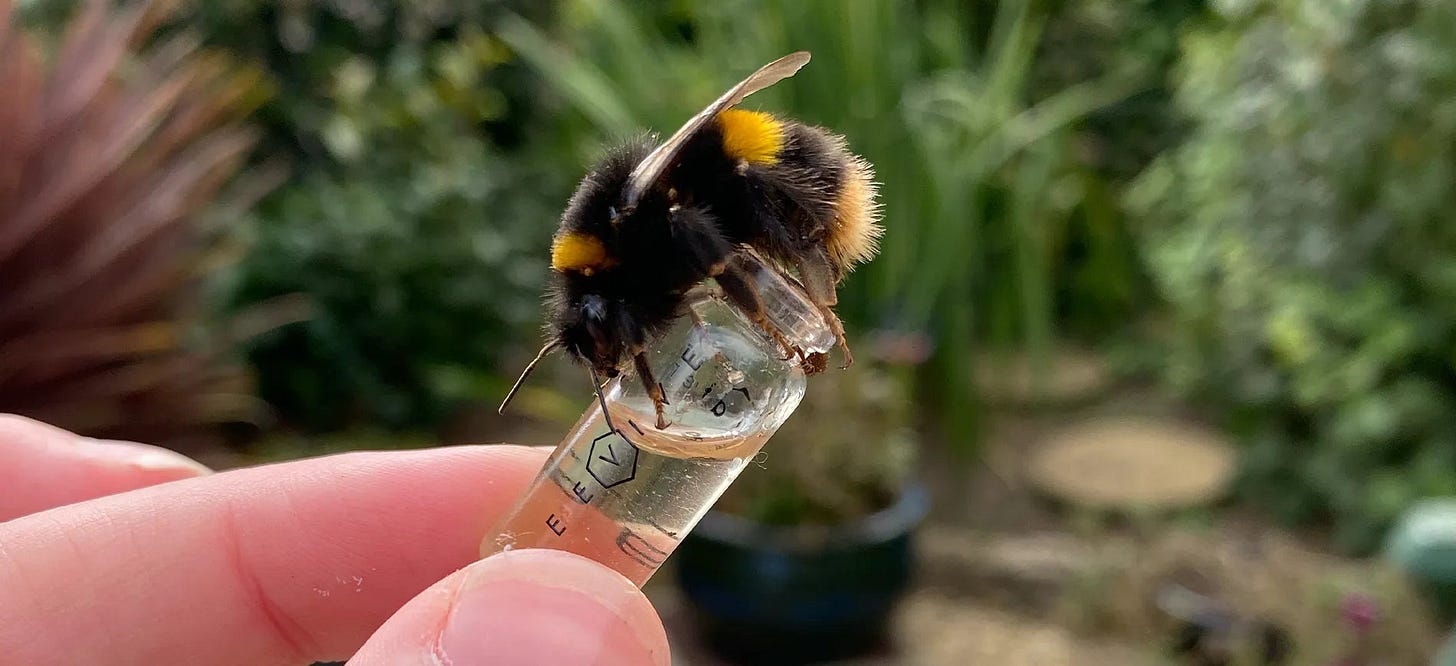 How to Correctly Save a Tired Bee with Sugar Water – Beevive