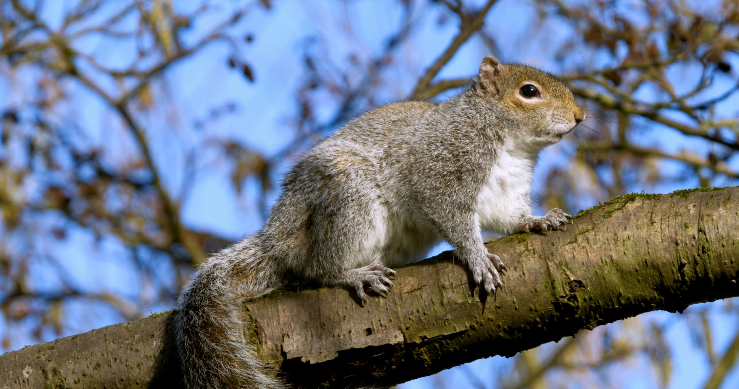 New donation opportunity: the Center for Wild Animal Welfare