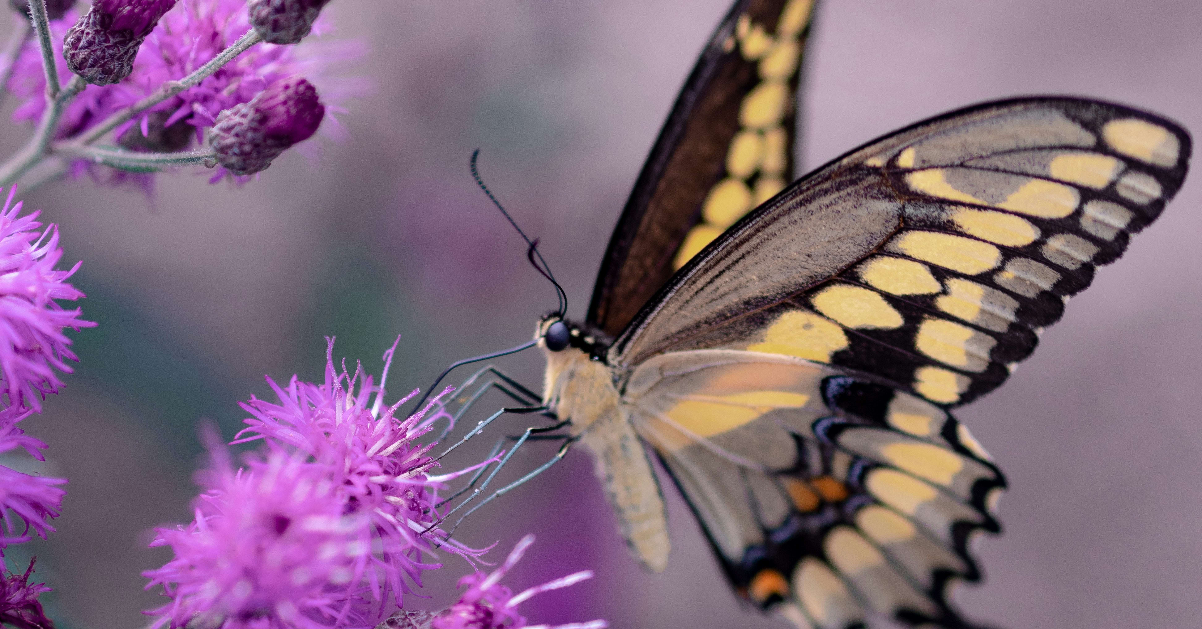 Why we need to resist the idea of net negative lives in insects — EA Forum