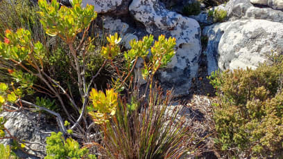 Flora na Stolové hoře a vůbec v oblasti Cape town je originální biotop, je zde 52 druhů z 350 světových druhů protey...píšu, jak jsem to slyšela od Grahama...na jednom místě mohou být 3 raritní druhy: Protea, Erica (vřes) a Restio - tráva (u nás je to jako ostřice)