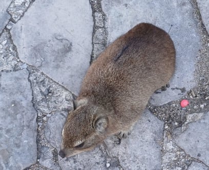 A žije tady malý savec Daman...kdo zná můj první deník z Afriky, možná si vzpomene, že malinkatý daman je nejbližší druh slonovi...má shodné kosti kostry