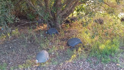 Pobíhají tu křepelky