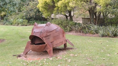 Anura je druh žáby