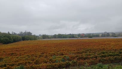 V JAR přichází podzim...krásně zbarvené vinice