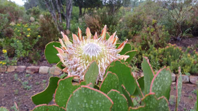 Nahoře vidíte květy protey...u nás se to dává do vázaných kytic,že ano