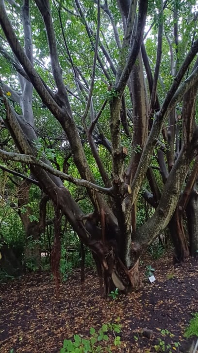 Více než 2 hodiny v mrholení v botanické zahradě...budete se divit, ale krásný zážitek...vlhko vytáhlo vůně a barvy ...zahrada je obrovská a v mnoha místech pojatá jako deštný prales ...prolezli jsme to křížem krážem...