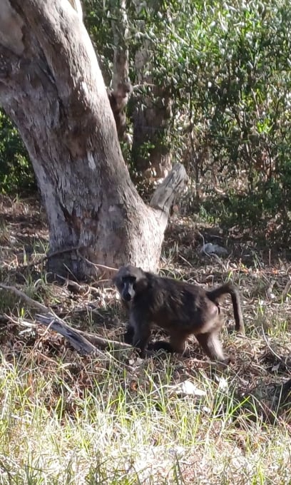 A paviáni Babuin (Baboon)