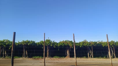 V Namibii údajně pěstují pouze stolní hrozny