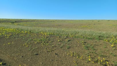 Vidět pouštní květy se prý rovná zázraku...zjevně máme štěstí