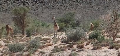 Žirafa síťovaná...tyyy joooo