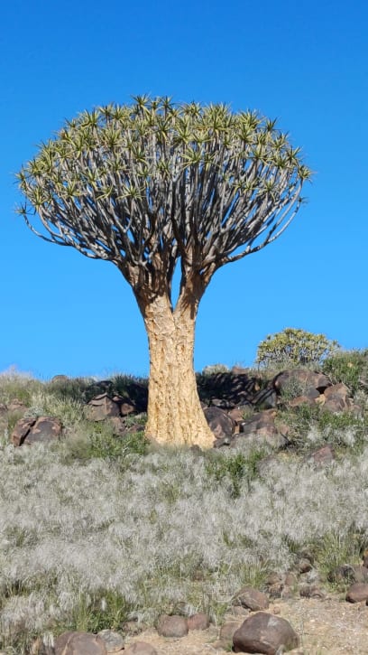 Quiver tree rezervace