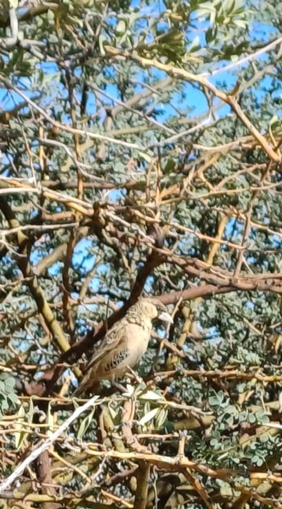 Byla to moc pozitivní procházka, při níž jsme ještě pozorovali snovače