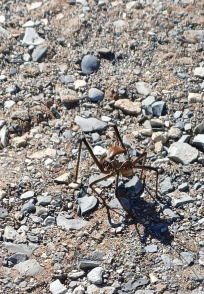 A jakéhosi úžasného pavouka...kdo se zadívá pořádně, najde ho