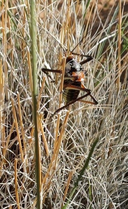 A ještě jednou super brouk