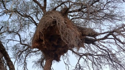 Toto jsou hnízda snovačů