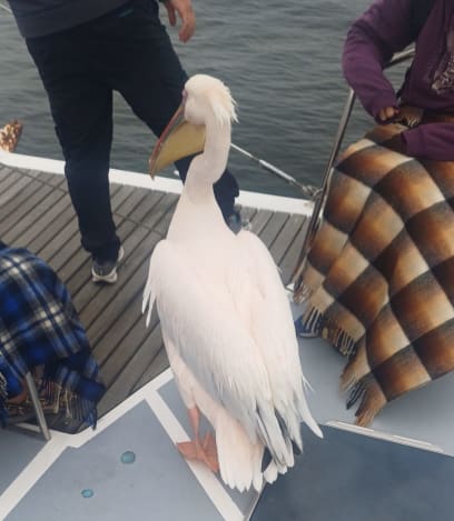 A ještě jedna přiletěla