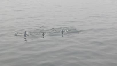 Okolo nás skákali delfíni...bylo jich nejméně 7,ale nepodařilo se mi je vyfotit, nicméně dělali přímo exhibice a akvabely